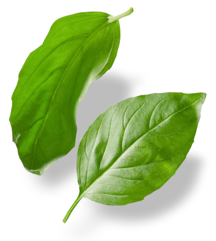 Shape Image